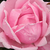 Rose - Rosiers hybrides de thé - Madame Caroline Testout